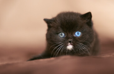 Süße Katzenbabys BKH Odd und blue eyes