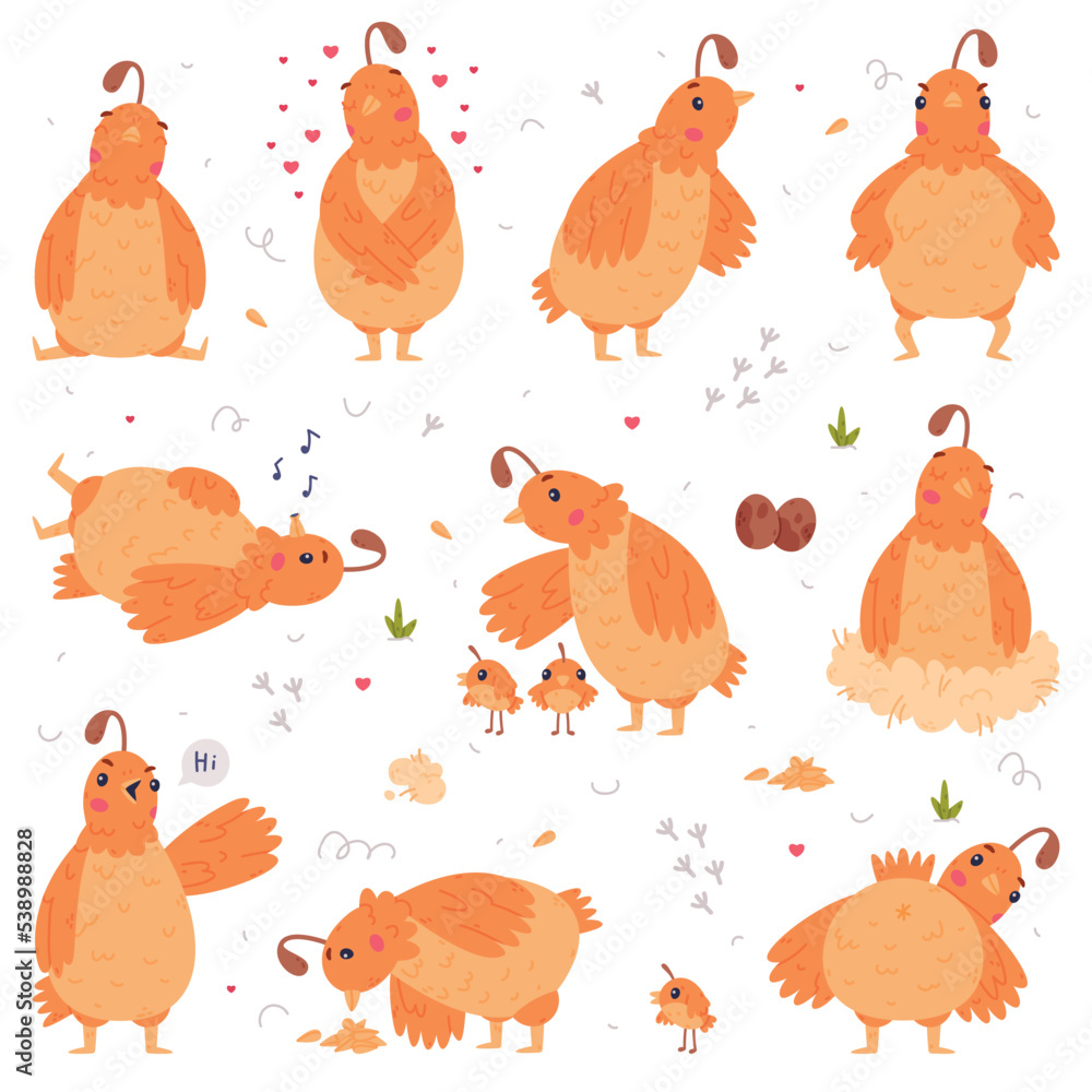 Poster quail bird with crest and feathers engaged in different activity vector set