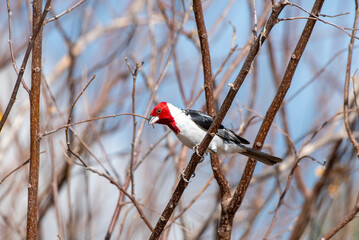 red winged blackbird