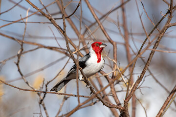 red winged blackbird