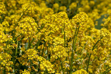 field of yellow flowers rapeseed close up background