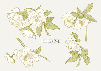 White hellebore flowers, the first spring flowering ranunculus. Spring floral motif. Clip art, elements for design. Vector illustration. In art nouveau style, vintage, botanical style