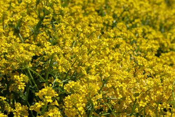 field of yellow flowers rapeseed close up background
