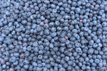 Lots of blueberries close up