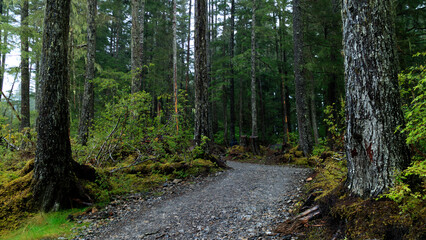 Woods of Juneau, Alaska.