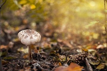 Beautiful poisonous parasol mushroom Macrolepiota procera, Lepiota procera. Autumn landscape.