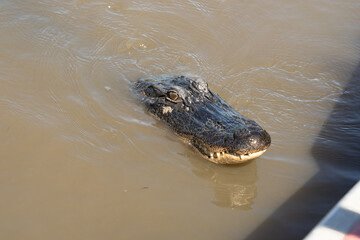 American alligator gets a close up head shot while swimming in the rivers of the Louisiana bayou