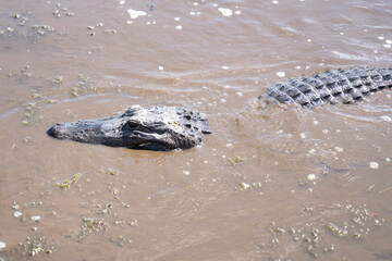 American alligator swimming in the rivers of the Louisiana bayou on a sunny day