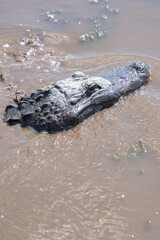 American alligator swimming in the rivers of the Louisiana bayou on a sunny day