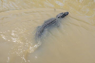 American alligator swimming in the rivers of the Louisiana bayou on a sunny day