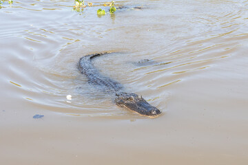 American alligator swimming in the rivers of the Louisiana bayou on a sunny day