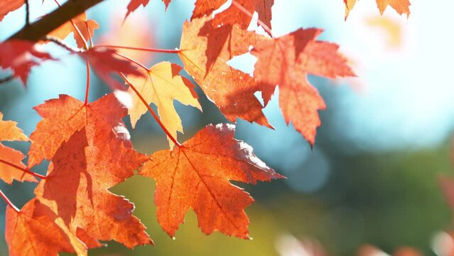 Super slow motion of falling autumn maple leaves outdoors. Filmed on high speed cinema camera, 1000 fps.