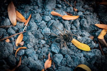 big spider on a ground