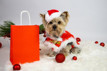 Yorkshire terrier dog in santa claus costume and red paper bag, christmas balls. The concept of a...