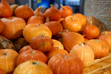 autumn harvest concept. Bunch of appetizing orange pumpkins on wood table as a symbol of thanksgiving day and helloween, counter for sale,rural still life,agriculture, farming. Horizontal,side view