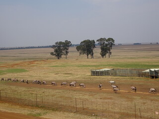 Manada de Oryx en granja de Sudáfrica