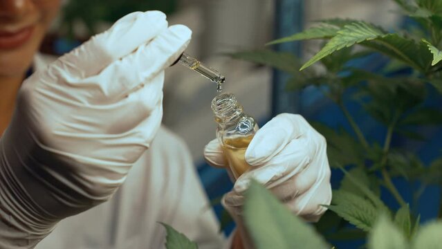 Scientist test CBD hemp oil product in curative indoor hemp farm . The hemp oil contain natural cbd extraction from organic hemp in the farm .