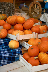 autumn harvest concept. Bunch of orange pumpkins inside boxes, wooden wheel, steps. stack of hay,checkered blue plaid, festival, thanksgiving day, helloween. counter for sale,rural still life,farming