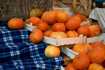 autumn harvest concept. Bunch of orange pumpkins inside wooden boxes, stack of hay, checkered blue plaid festival, thanksgiving day, helloween. counter for sale,rural still life,agriculture, farming