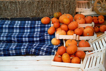autumn harvest concept. Bunch of orange pumpkins inside wooden boxes, stack of hay, checkered blue plaid festival, thanksgiving day, helloween. counter for sale,rural still life,agriculture, farming