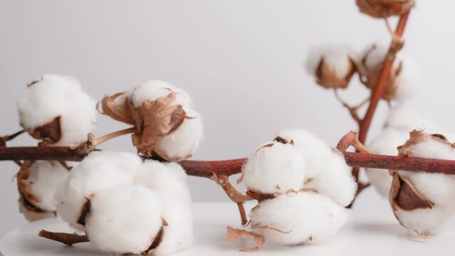 Natural cotton branches with white fluffy flowers rotate on white background close-up. Organic material for the production of fabrics, cotton products, cosmetics. Decorative cotton flower 4K footage