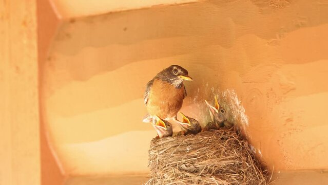 Mother Robin checkin on her nest full of baby robins wanting to be fed. Shot in Minnesota.