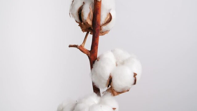 Natural cotton branch with white fluffy flowers rotate on white background close-up. Organic material for the production of fabrics, cotton products, cosmetics. Decorative cotton flower