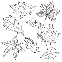 Vector set of leaves of different trees in the contour. Line art.