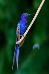 blue bird on a branch