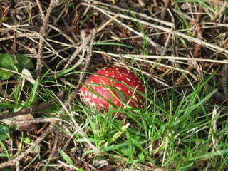 Fliegenpilz