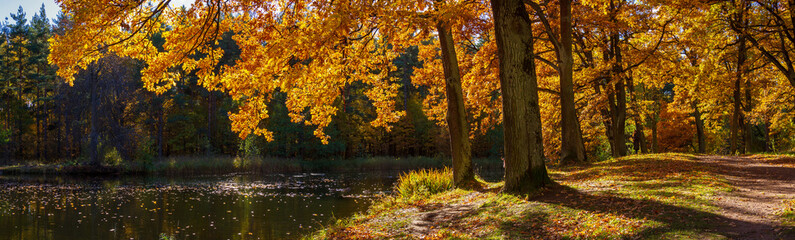 Falling golden foliage from trees and a smooth lake in the autumn park