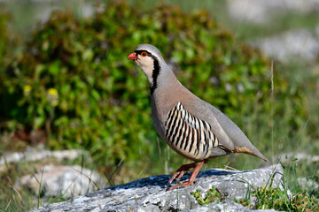 Steinhuhn // Rock Partridge (Alectoris graeca) - Griechenland