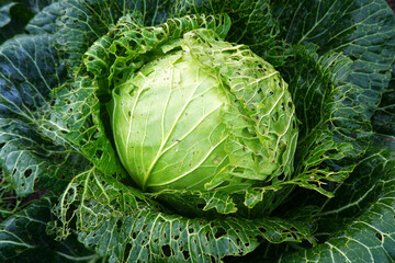 Large white cabbage, damaged or eaten by pests.Improper care of agriculture. Methods of combating...