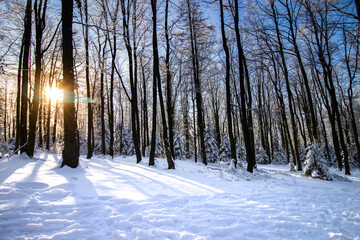 Śnieżny las, drzewa oświetlone ciepłym słońcem - obrazy, fototapety, plakaty