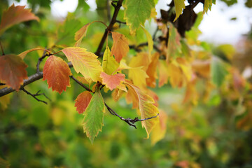 Lively closeup of falling autumn leaves with vibrant backlight from the setting sun