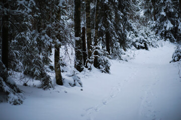 Winter snowy frosty landscape. The forest is covered with snow. Frost and fog in the park.