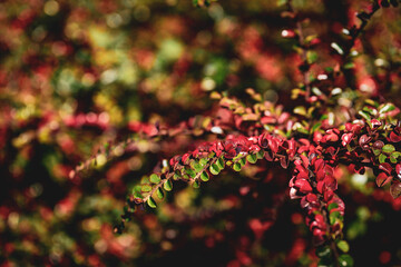 autumn leaves background