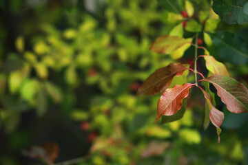 Beautiful autumn landscape with yellow trees and sun. Colorful foliage in the park. Falling leaves natural background