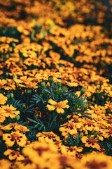 autumn leaves background