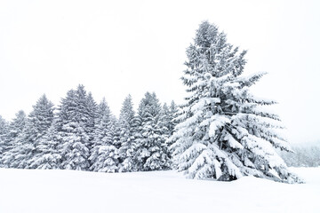 Ośnieżone drzewa leśne na polanie