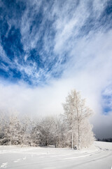 Las w zimie, ośnieżona polana © Rafal Kot