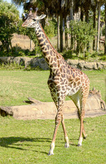 Naklejka premium Giraffe in the savanna on a sunny day