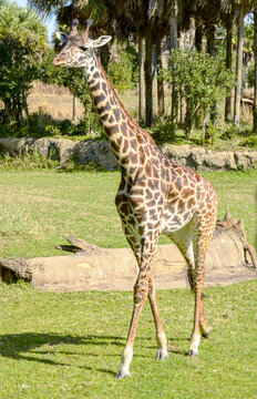 Giraffe in the savanna on a sunny day