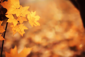 Naklejka na ściany i meble Lively closeup of falling autumn leaves with vibrant backlight from the setting sun