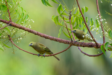 bird on a tree