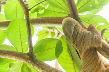 Wild sloth hanging from palm trees