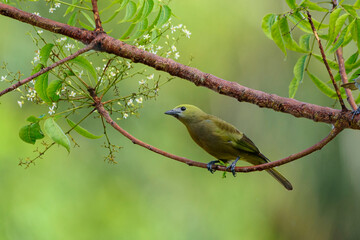 bird on the branch