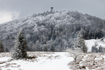 Las pokryty śniegiem.