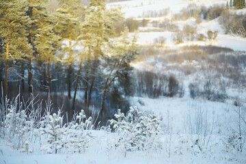 Winter snowy frosty landscape. The forest is covered with snow. Frost and fog in the park.