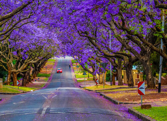 Pretoria street lined with jacaranda tree